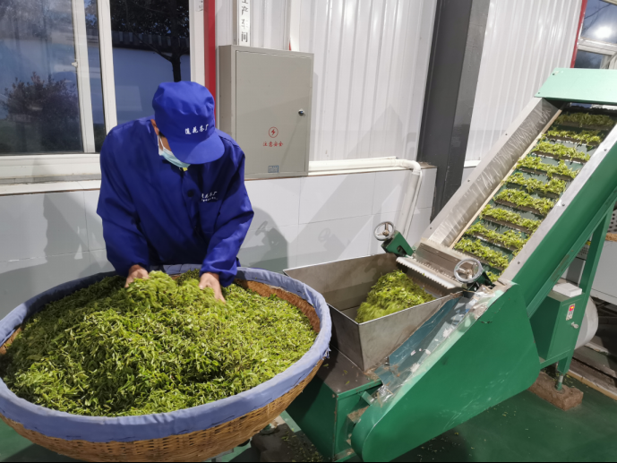 陜西廣電融媒體集團(tuán)農(nóng)林衛(wèi)視助力陜西茶區(qū)“以茶興業(yè)，以茶富民”